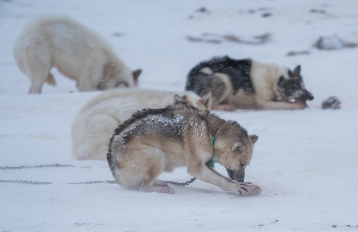 Aktuelles – GRÖNLAND 2018