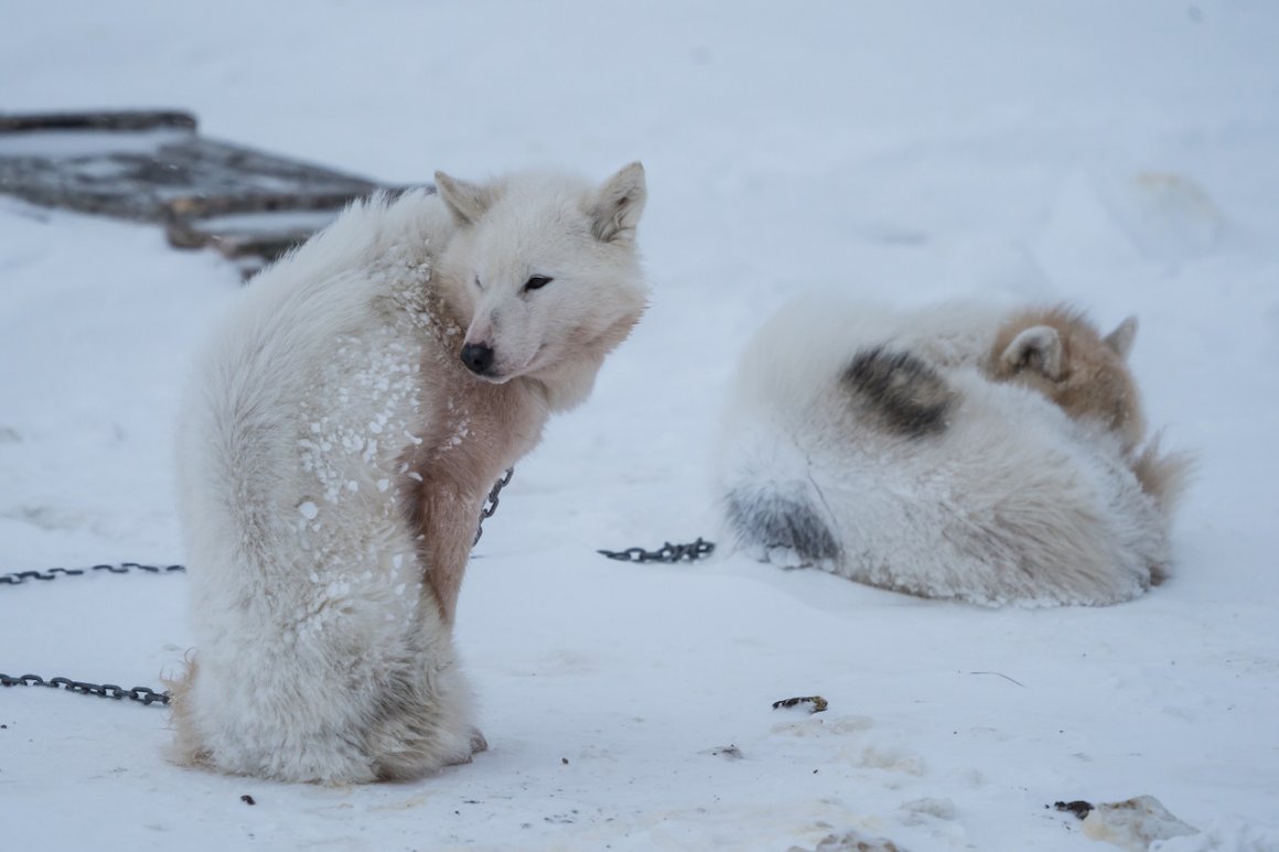 Aktuelles – GRÖNLAND 2018