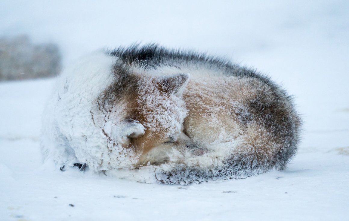 Aktuelles – GRÖNLAND 2018