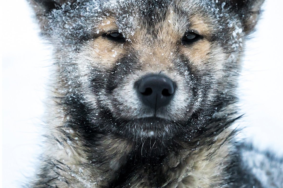 Aktuelles – GRÖNLAND 2018